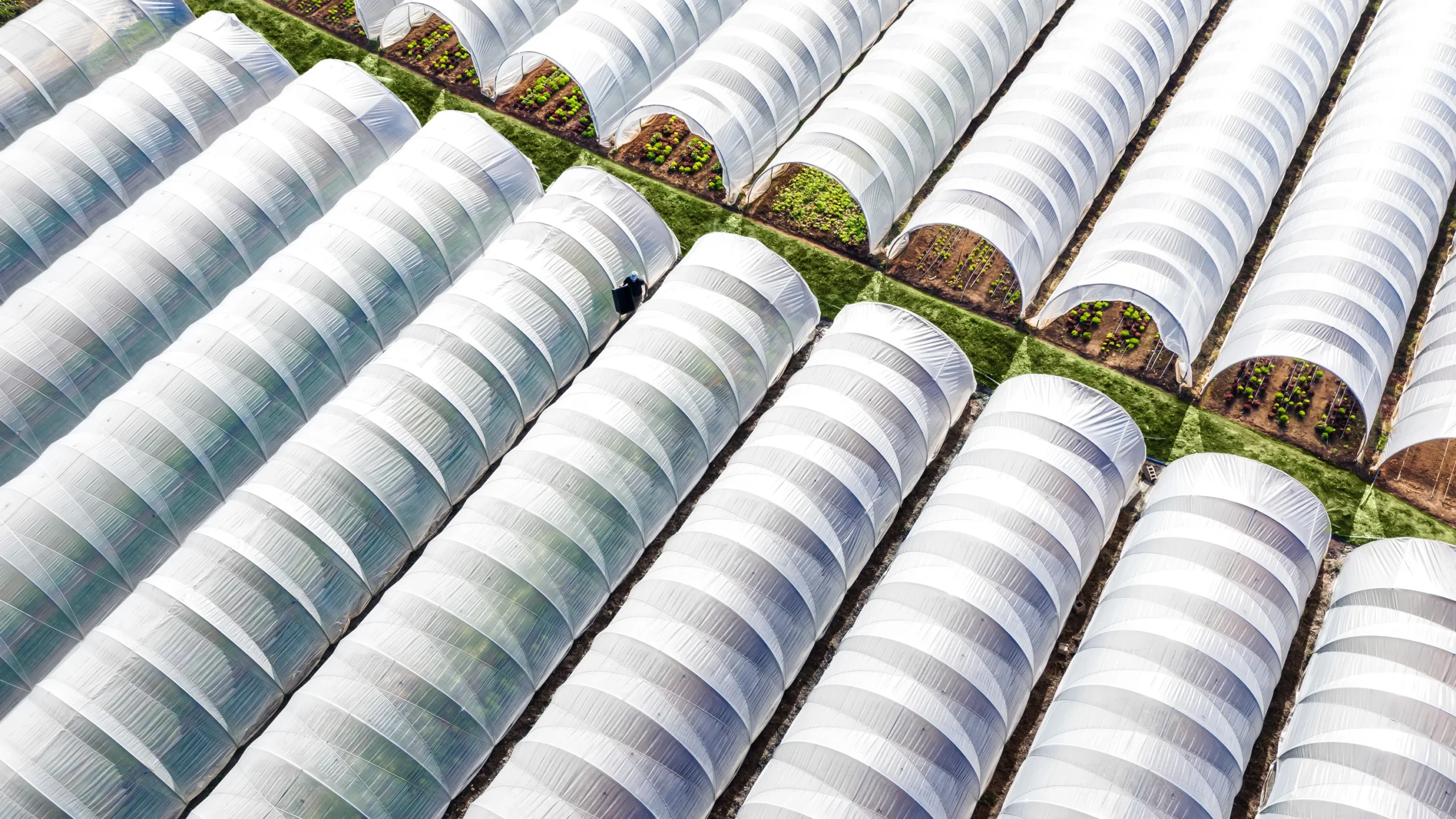 Caterpillar Tunnel - Image 4