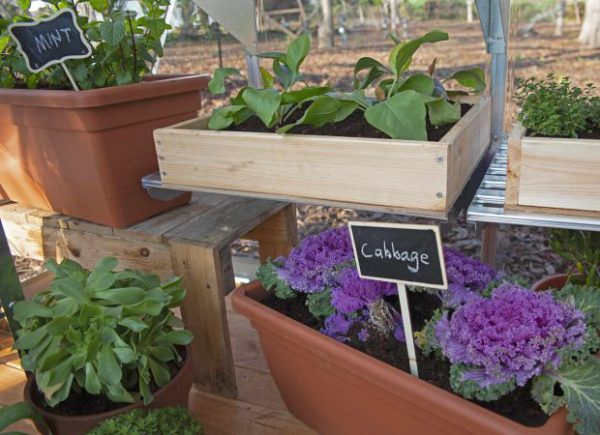 MAZE TWINWALL ROOF 8’X8′ GREENHOUSE 2.4mx2.4m - Image 7
