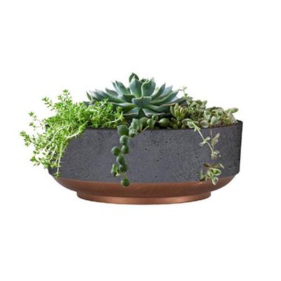 Succulent Capri Bowl | 10 Pack