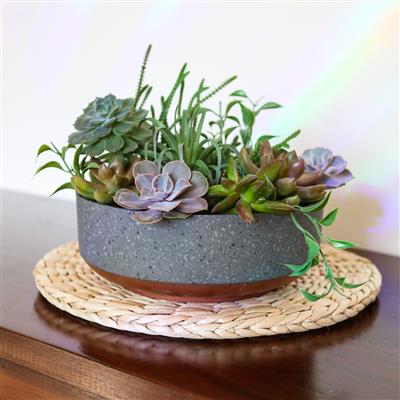 Succulent Capri Bowl | 10 Pack - Image 3