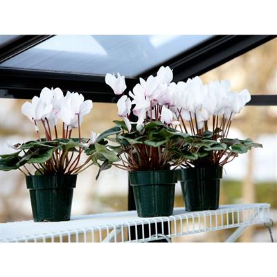 Legacy Greenhouse - Image 5