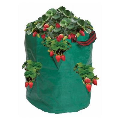 Strawberry/Herb Bag