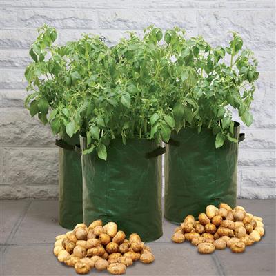 Potato Patio Planter