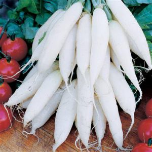 Radish, White Icicle, Seed Packet