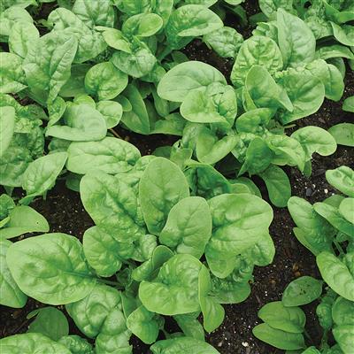 Spinach Early Hybrid #7, Seed Packet