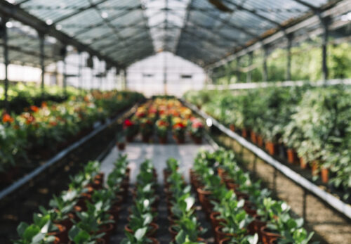 Greenhouse Interiors Australia
