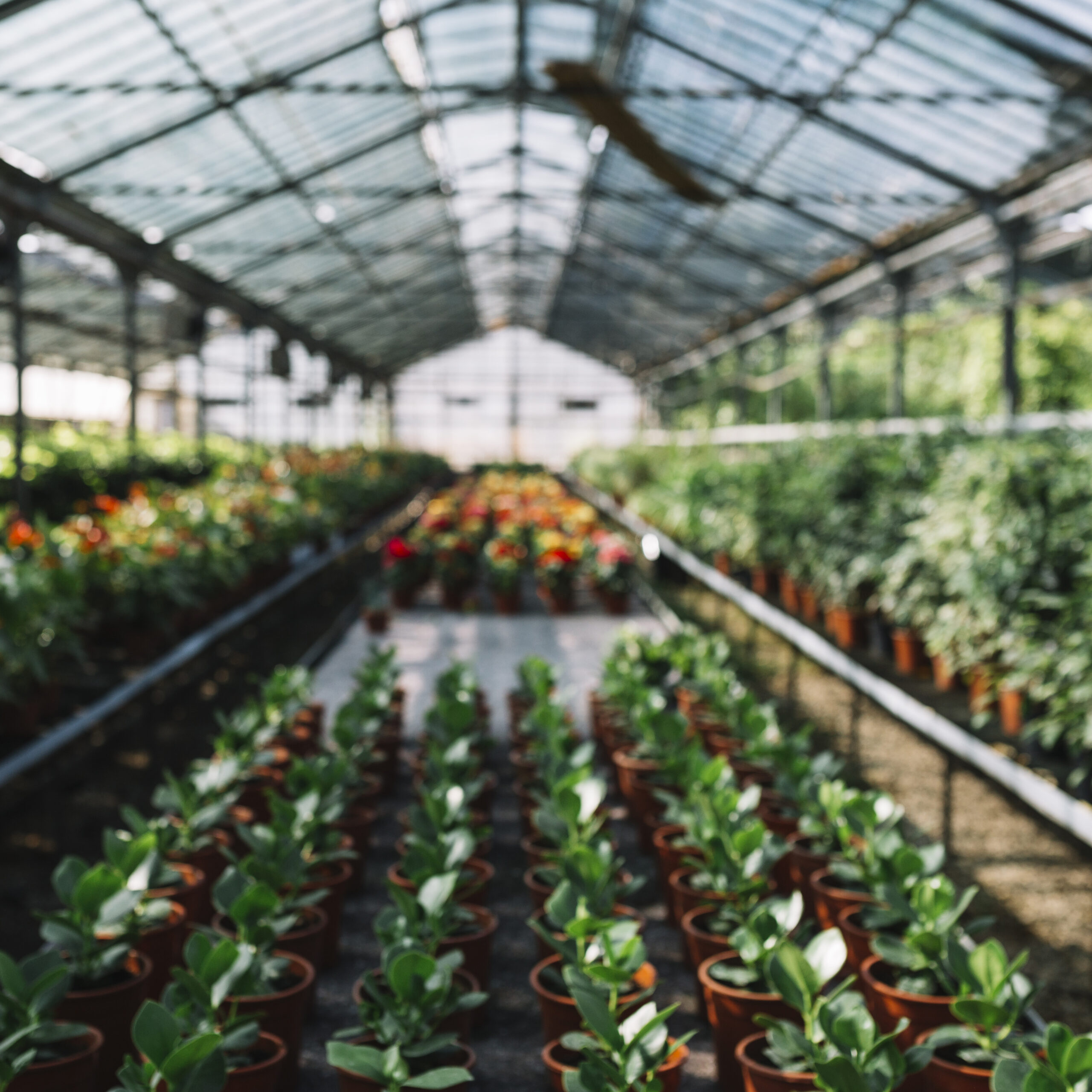 Greenhouse Interiors Australia